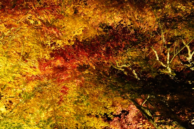 京都_紅葉_2020_神蔵寺　No16