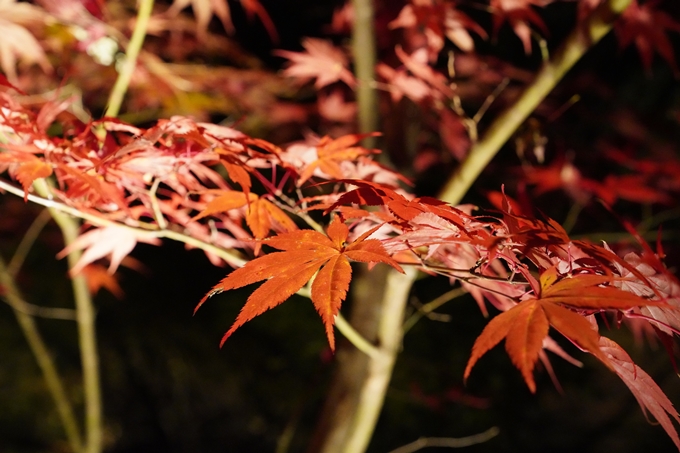 京都_紅葉_2020_神蔵寺　No18