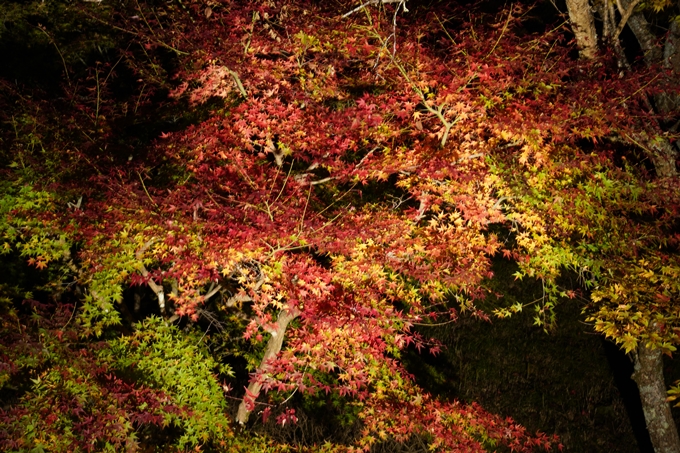 京都_紅葉_2020_神蔵寺　No19