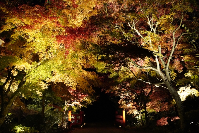 京都_紅葉_2020_神蔵寺　No22