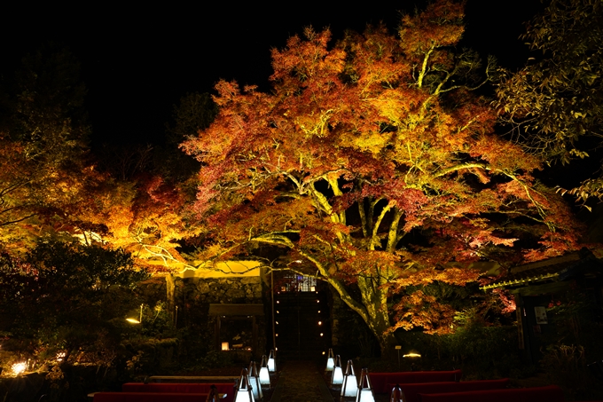 京都_紅葉_2020_神蔵寺　No24