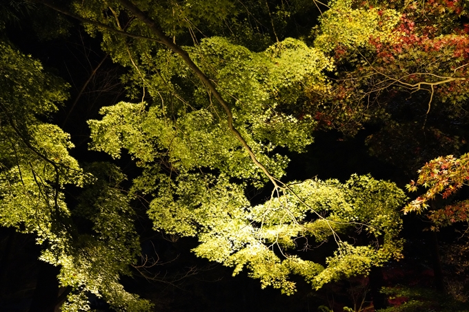 京都_紅葉_2020_神蔵寺　No6