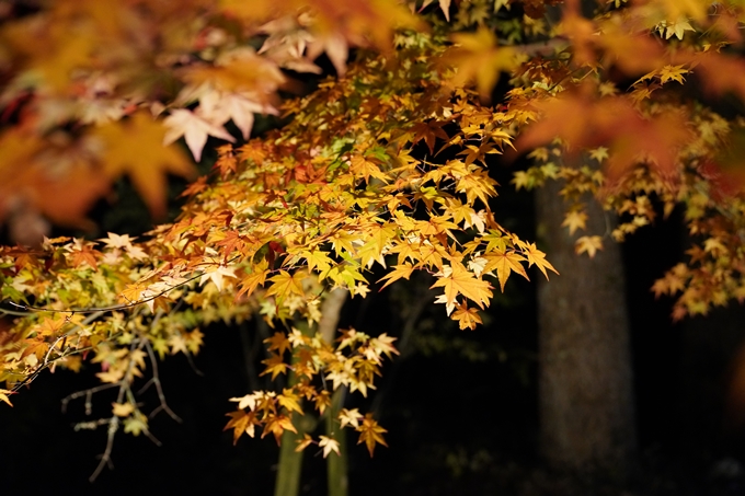 京都_紅葉_2020_神蔵寺　No2