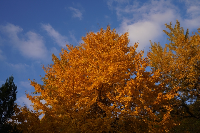 京都_紅葉_2020_千手寺　No8