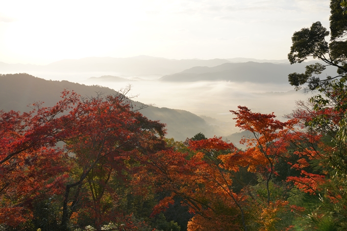 京都_紅葉_2020_千手寺　No5