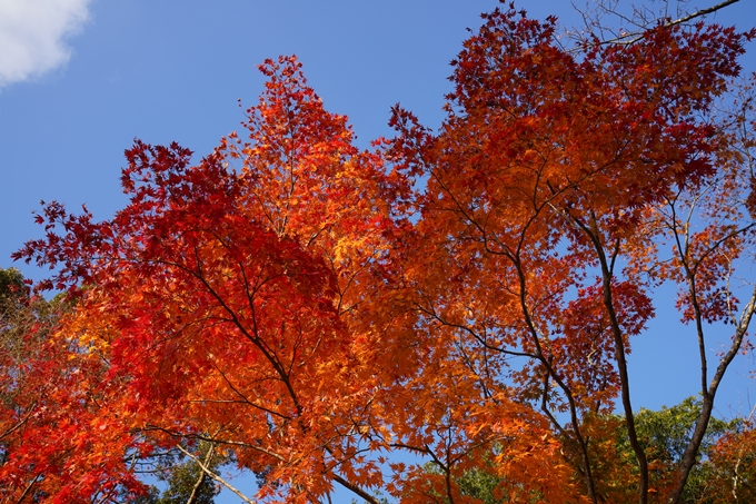 京都_紅葉_2020_千手寺　No6