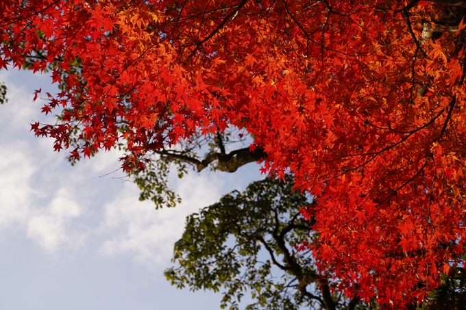 京都_紅葉_2020_千手寺　No7