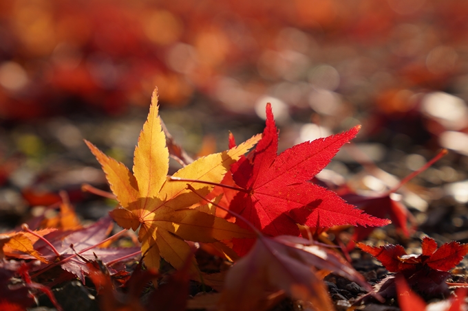 京都_紅葉_2020_千手寺　No11