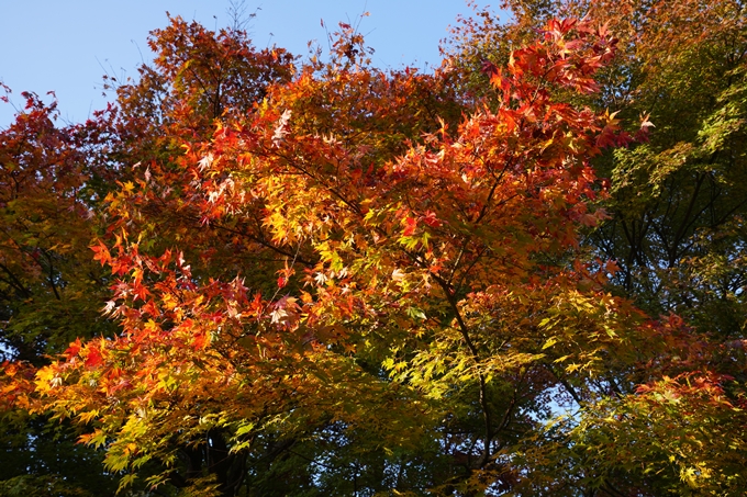 京都_紅葉_2020_積善寺_苗秀寺　No2