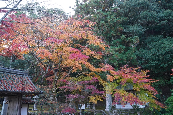 京都_紅葉_2020_積善寺_苗秀寺　No3