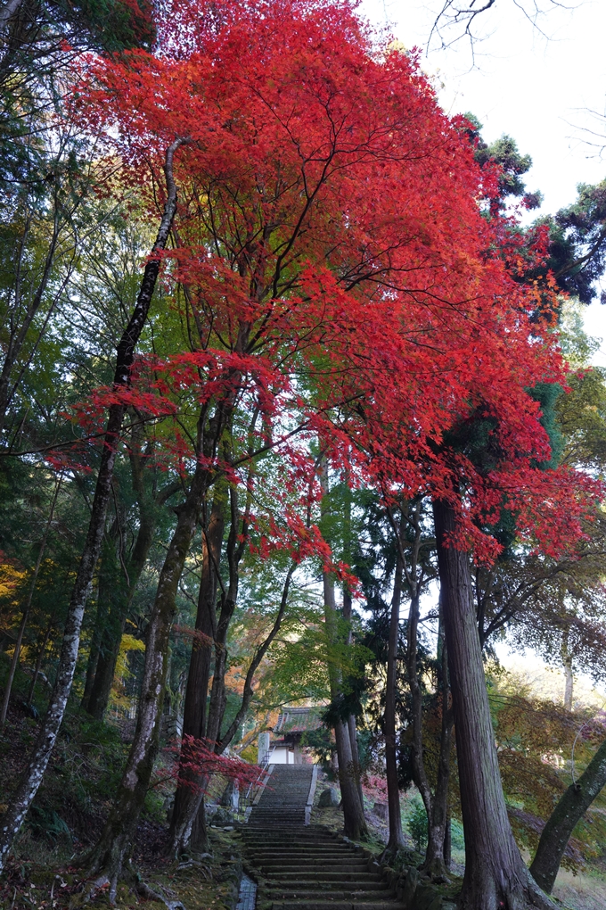 京都_紅葉_2020_積善寺_苗秀寺　No7