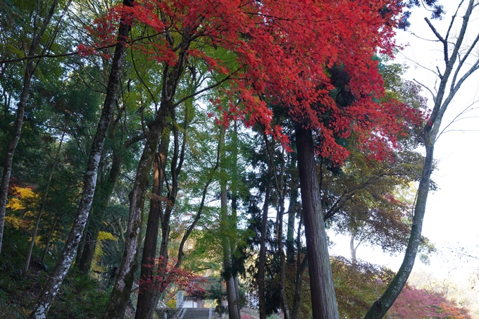 京都_紅葉_2020_積善寺_苗秀寺　No8