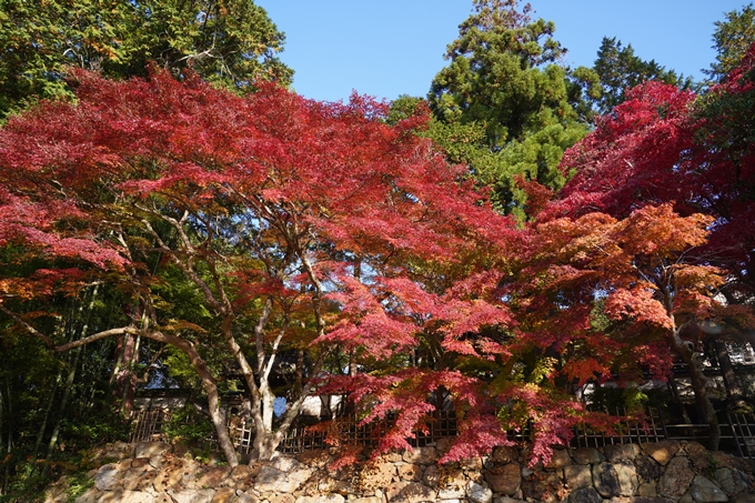 京都_紅葉_2020_積善寺_苗秀寺　No11