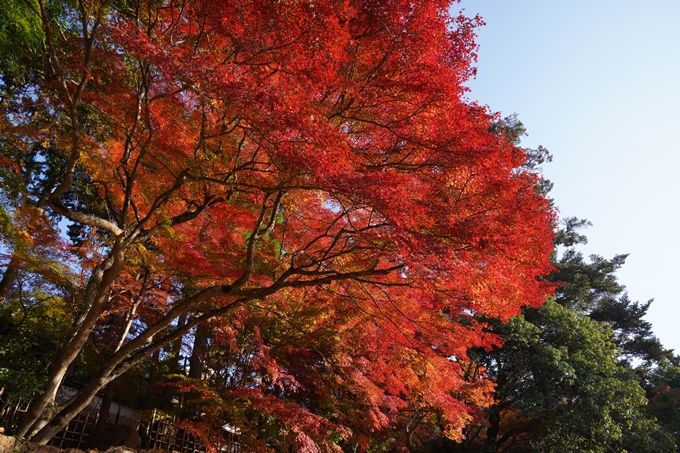 京都_紅葉_2020_積善寺_苗秀寺　No12