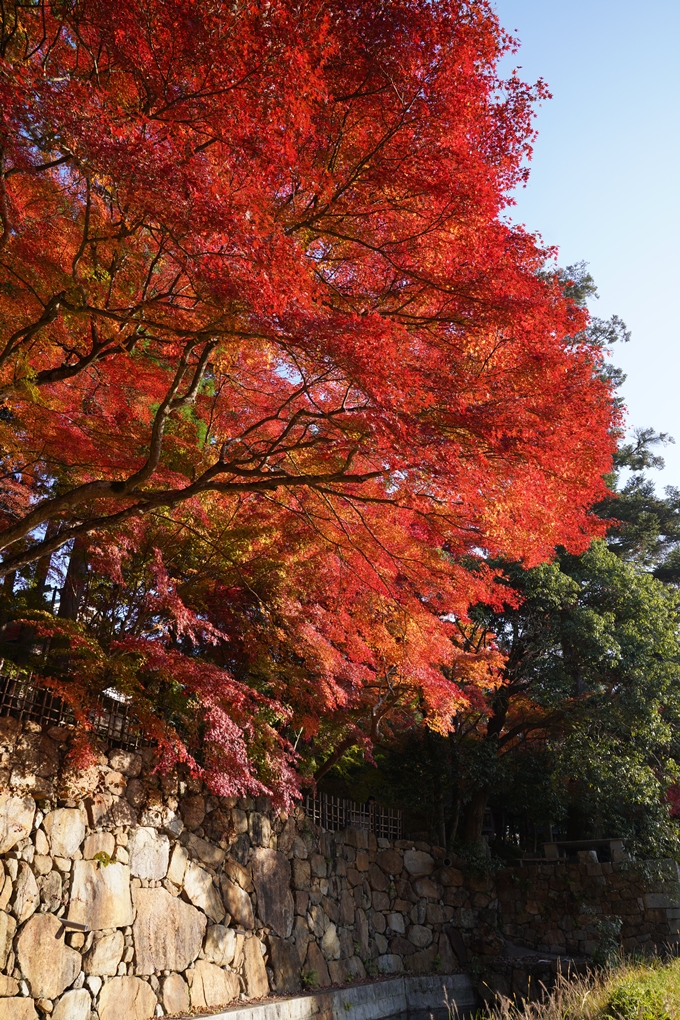 京都_紅葉_2020_積善寺_苗秀寺　No13