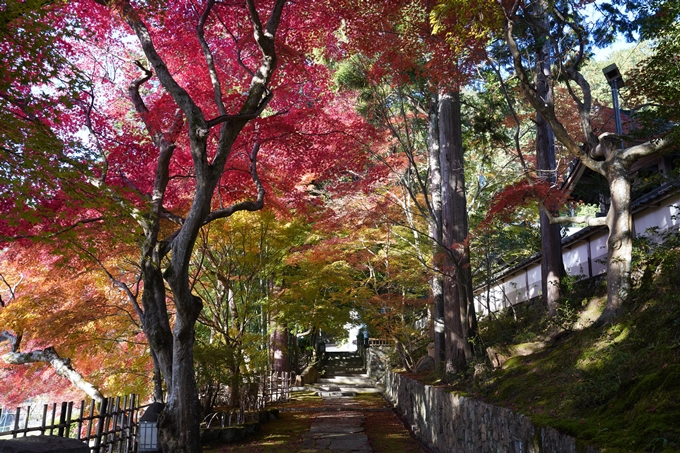 京都_紅葉_2020_積善寺_苗秀寺　No20