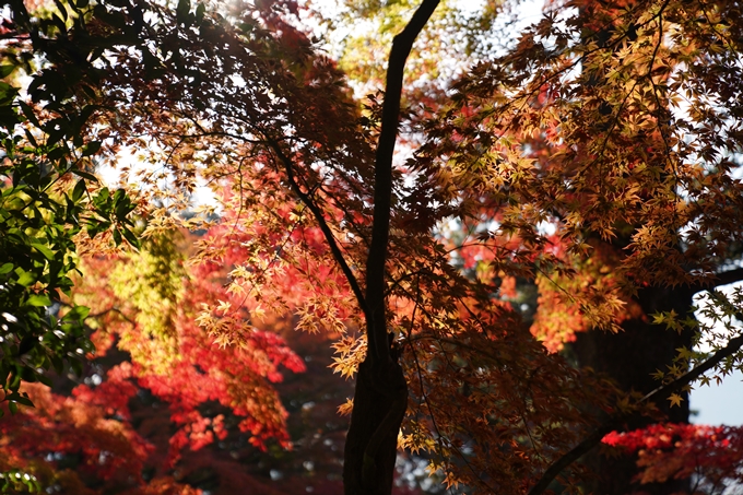 京都_紅葉_2020_積善寺_苗秀寺　No21