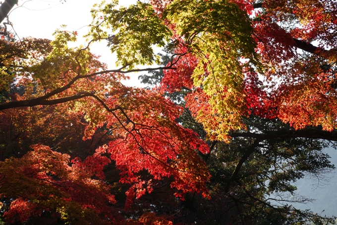 京都_紅葉_2020_積善寺_苗秀寺　No23