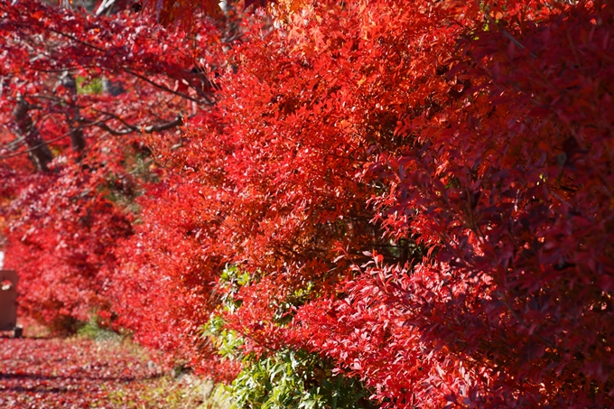 京都_紅葉_2020_鍬山神社　No3