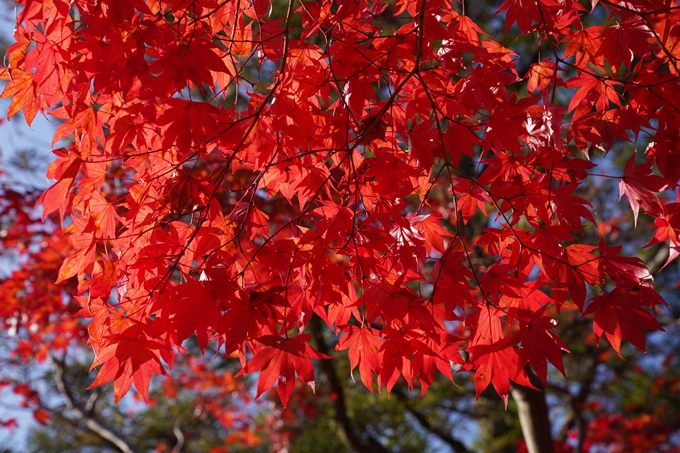 京都_紅葉_2020_鍬山神社　No4