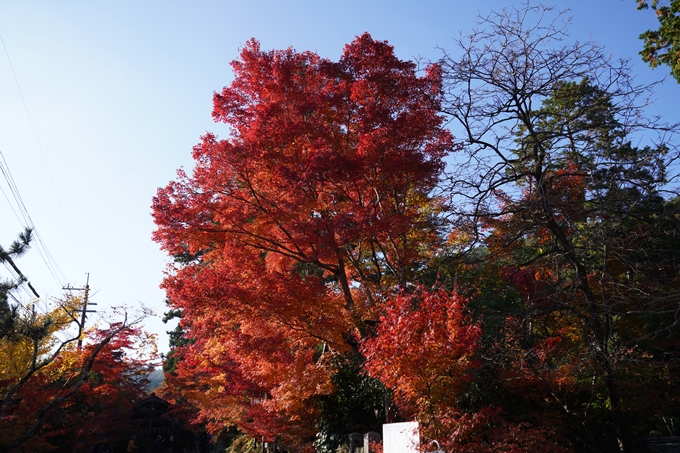 京都_紅葉_2020_鍬山神社　No5