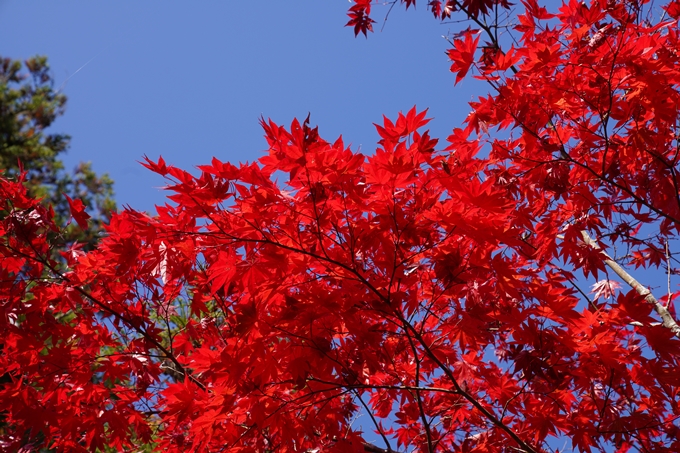 京都_紅葉_2020_鍬山神社　No6