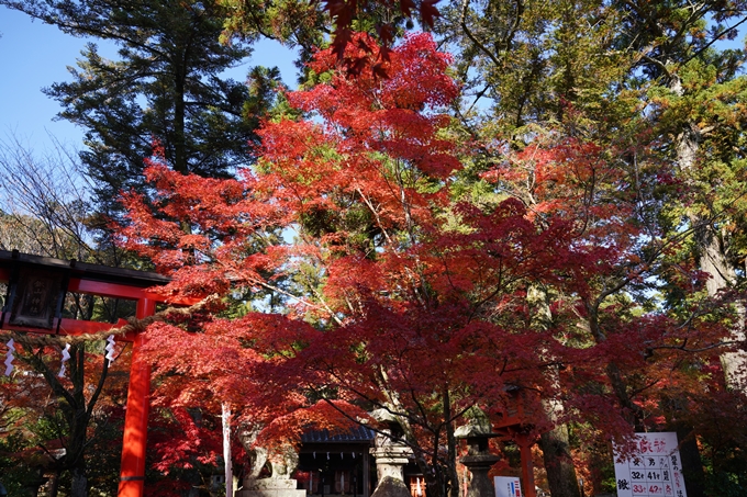 京都_紅葉_2020_鍬山神社　No8