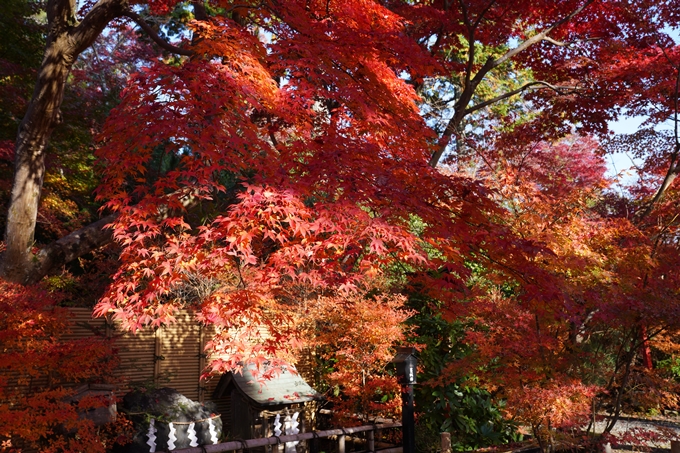 京都_紅葉_2020_鍬山神社　No10