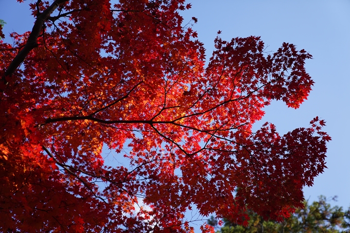 京都_紅葉_2020_鍬山神社　No12