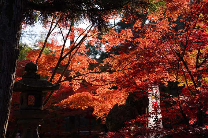 京都_紅葉_2020_鍬山神社　No13