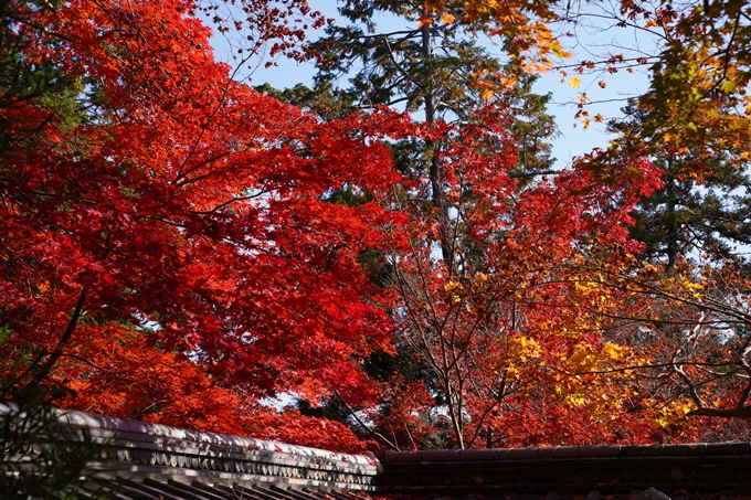 京都_紅葉_2020_鍬山神社　No19