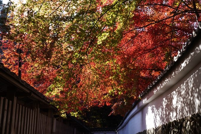 京都_紅葉_2020_鍬山神社　No22