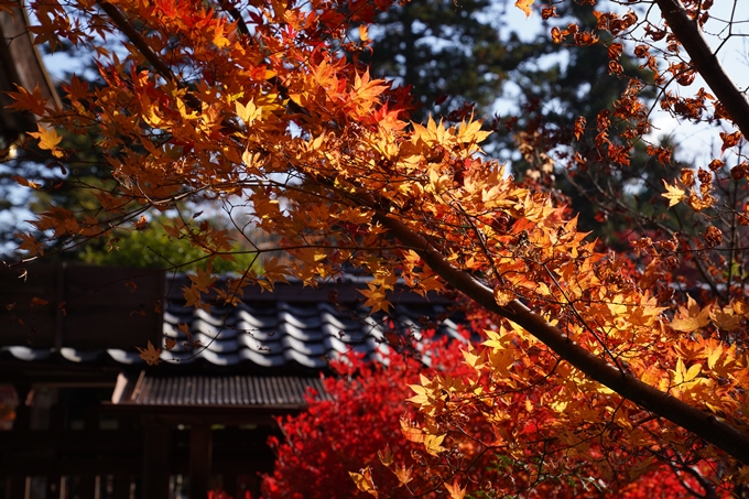 京都_紅葉_2020_鍬山神社　No24