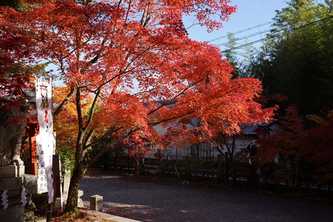 京都_紅葉_2020_鍬山神社　No31