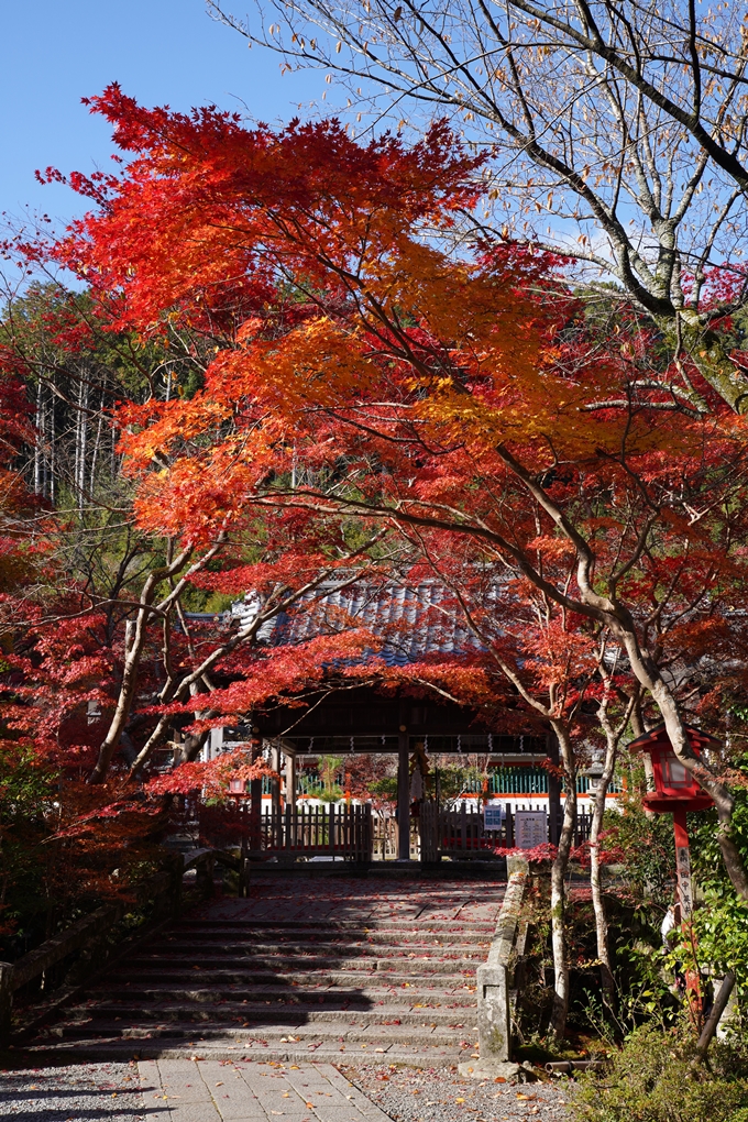 京都_紅葉_2020_鍬山神社　No32