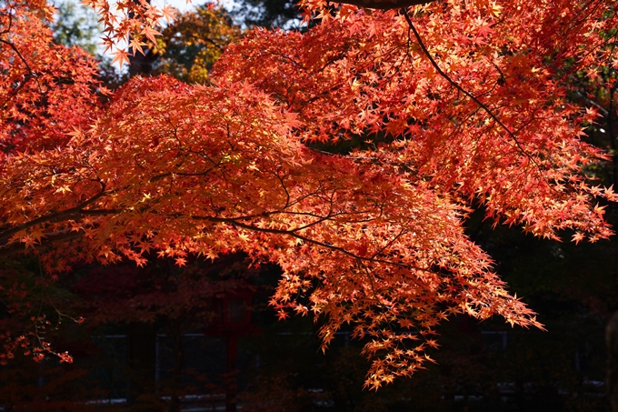 京都_紅葉_2020_鍬山神社　No33