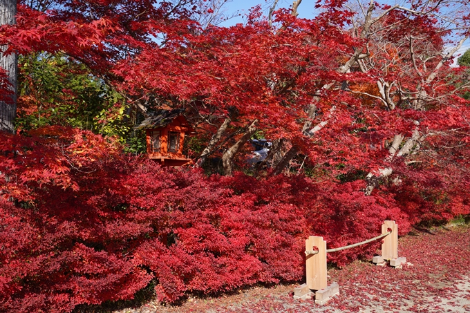 京都_紅葉_2020_鍬山神社　No34