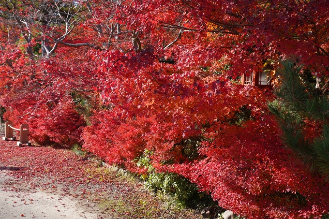 京都_紅葉_2020_鍬山神社　No2