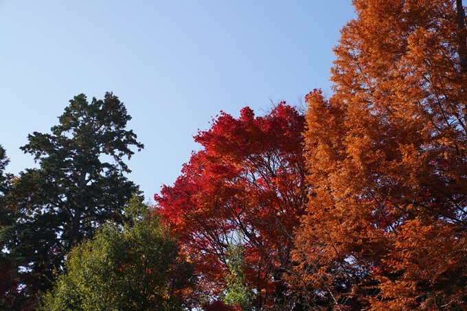 京都_紅葉_2020_鍬山神社　No36