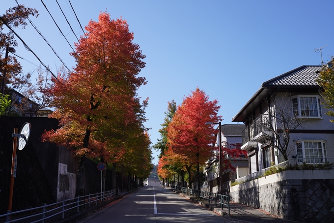 京都_紅葉_2020_南つつじヶ丘街_路樹　No2