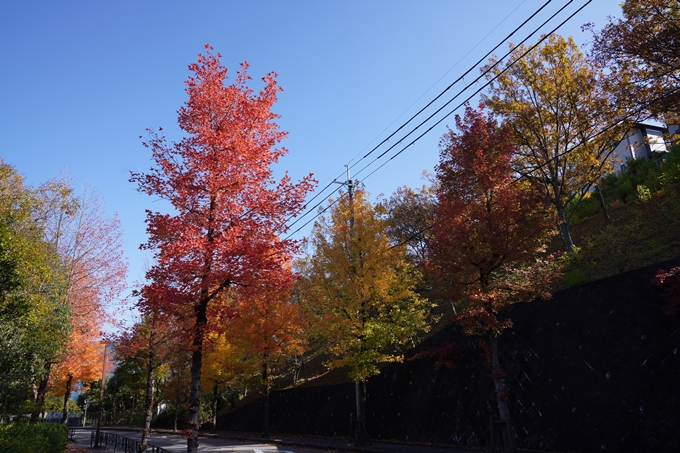 京都_紅葉_2020_南つつじヶ丘街_路樹　No3