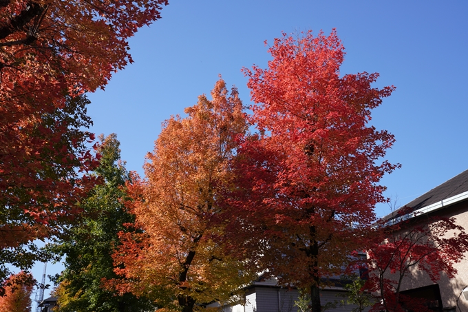 京都_紅葉_2020_南つつじヶ丘街_路樹　No4