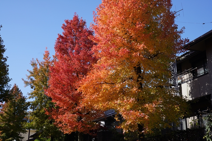 京都_紅葉_2020_南つつじヶ丘街_路樹　No5