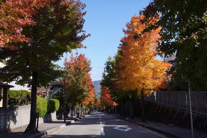 京都_紅葉_2020_南つつじヶ丘街_路樹　No6