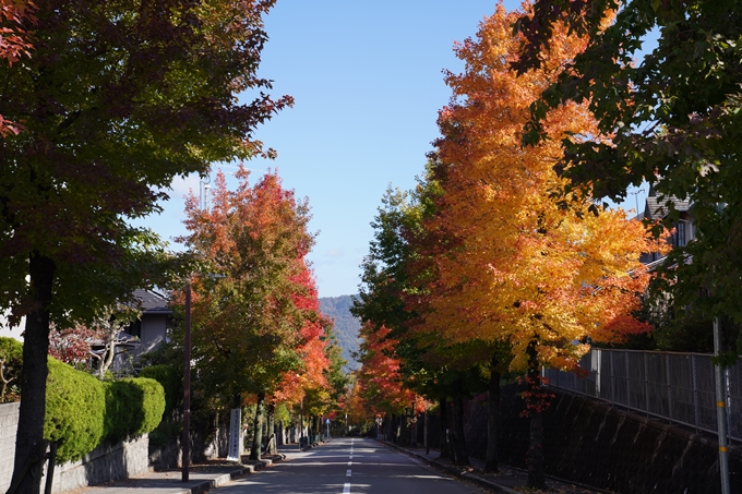 京都_紅葉_2020_南つつじヶ丘街_路樹　No8