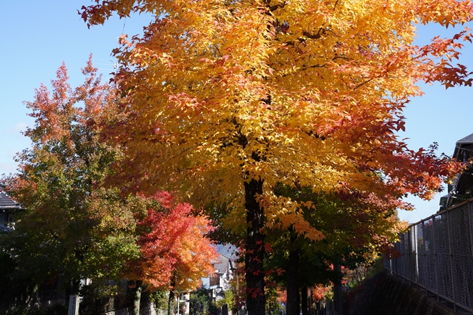 京都_紅葉_2020_南つつじヶ丘街_路樹　No9