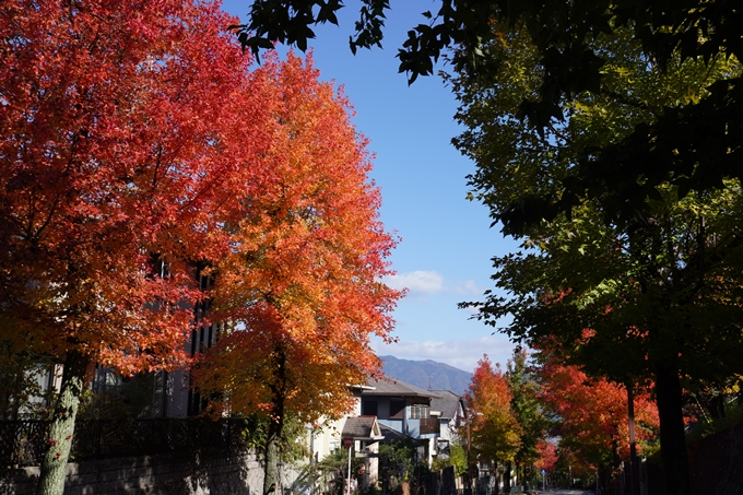 京都_紅葉_2020_南つつじヶ丘街_路樹　No10