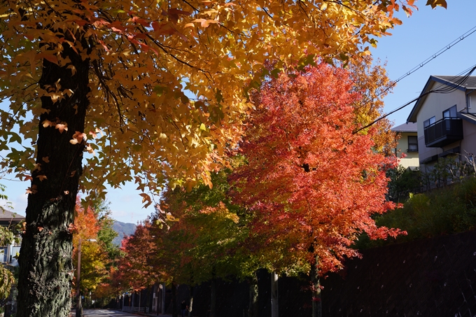 京都_紅葉_2020_南つつじヶ丘街_路樹　No13