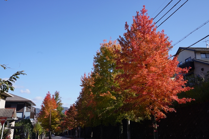 京都_紅葉_2020_南つつじヶ丘街_路樹　No15