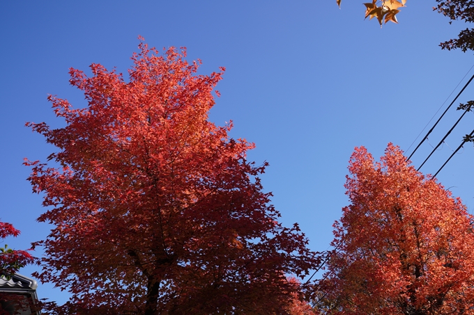 京都_紅葉_2020_南つつじヶ丘街_路樹　No16